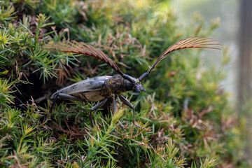 Cyriopalus wallacei or long horn beetle native to southeast asian tropical rainforest region for rare and exotic diversity insect and pest in nature