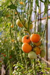 Red and green tomatoes grow on twigs summer