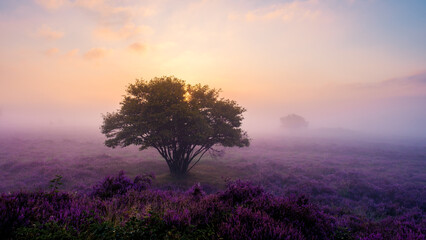 Blooming heather fields illuminated by sunrise mist in Veluwe Zuiderheide, Netherlands