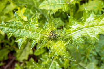 green caterpillar on a large leaf