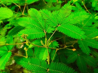 Shy plant. Mimosa pudica is a creeping flowering plant. The sensitive compound folds the leaf inwards when touched or shaken.