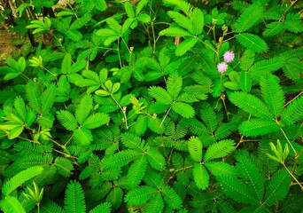 Shy plant. Mimosa pudica is a creeping flowering plant. The sensitive compound folds the leaf...