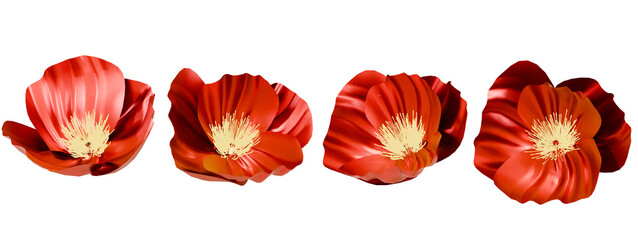 Four Red Poppies on transparent background