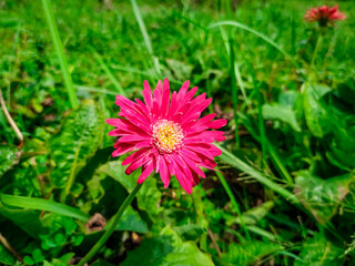Red gerbers flowers in the garden.