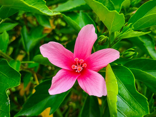 Hibiscus, Chinese rose, Pink flower.