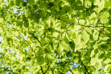 A Beautiful Scene of Lush Green Leaves and a Sturdy Tree Trunk Under a Clear Blue Sky