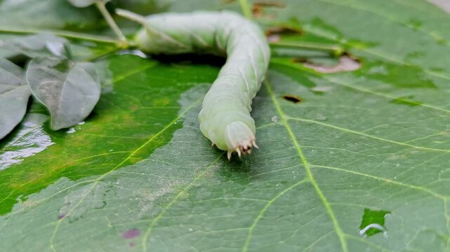 A macro closeup shows Tobacco Hornworm or Manduca sexta crawling on a big leaf