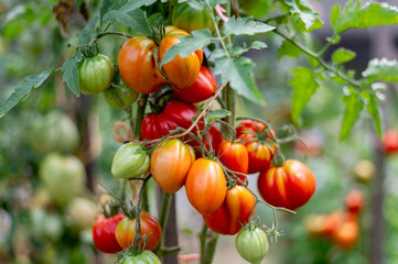 frische rote selbstgezogene Tomaten im Garten an einen Sonnigen Sommertag