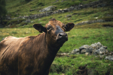 cow in the mountains