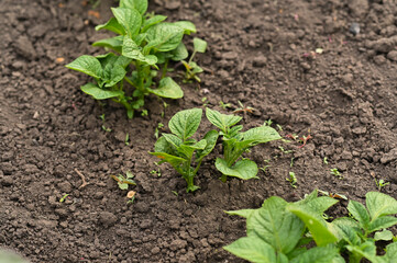 sprouts of potatoes growing in the garden in the spring