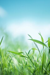 Obraz premium A fresh and serene close-up of green grass blades standing tall against a clear blue sky, invoking calmness and renewal.