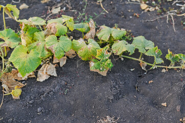 cucumber leaves dry up in extreme heat