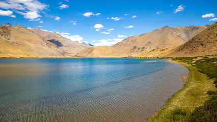 Wild green shrubs growing at the banks of Yayatso, a high-altitude lake at Ladakh, India. A new biodiversity hotspot at an attitude of 4820 meters.  