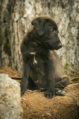 Cachorro negro distraido mirando a un costado sucio de haber jugado