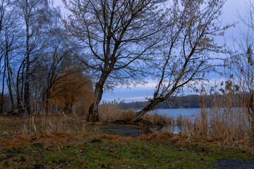 autumn dusk low light natural landscape waterfront of swamp lake outdoor October view with small lawn and bowed down bare branches trees
