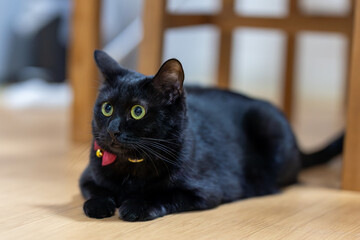 床でくつろぐ黒猫