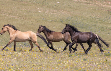 Wild Horses in Summer in the Pryor Mountains of Montana