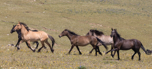 Naklejka premium Wild Horses in Summer in the Pryor Mountains of Montana