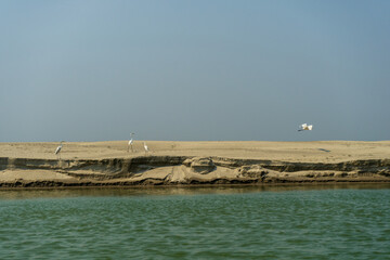 Great White Egret on the sandy bank of the Padma River (Ganges), Bangladesh.