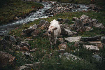 Fototapeta premium Cow by the river