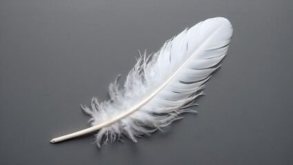 Obraz premium White feather isolated on grey background, Fluffy white feather/quill.