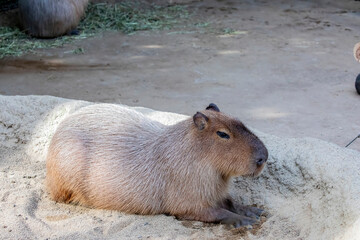 The closeup image of Capybara (Hydrochoerus hydrochaeris).
It is a giant cavy rodent native to South America. It is the largest living rodent.
 It is a highly social species.