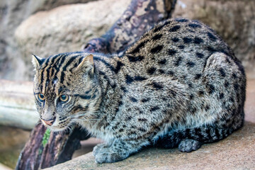 The closeup image of fishing cat (Prionailurus viverrinus). It is a medium-sized wild cat of South and Southeast Asia. 
It is the state animal of West Bengal. 