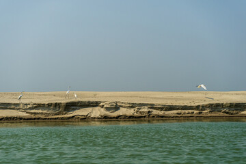 Great White Egret on the sandy bank of the Padma River (Ganges), Bangladesh.
