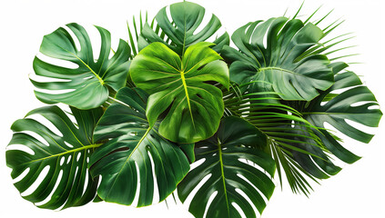 Tropical jungle green leaves bush foliage floral arrangement nature leafs of monstera plant