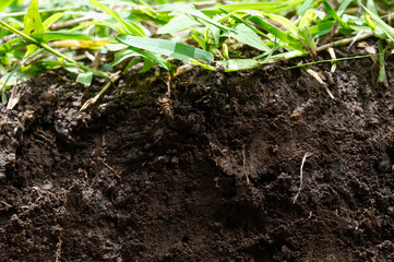 Rough brown soil with green grass plant
