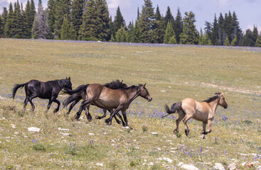 Wild Horses in Summer in the Pryor Mountains of Montana