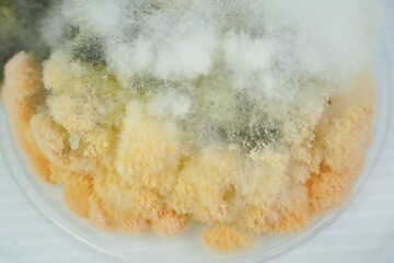 mold in old cooked sticky rice 