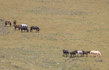 Wild Horses in Summer in the Pryor Mountains of Montana