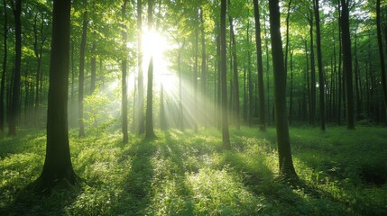 Obraz premium Sunlight filters through lush green forest trees, casting serene rays and shadows on the forest floor, creating a tranquil atmosphere.