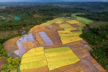 Terraced rice fields