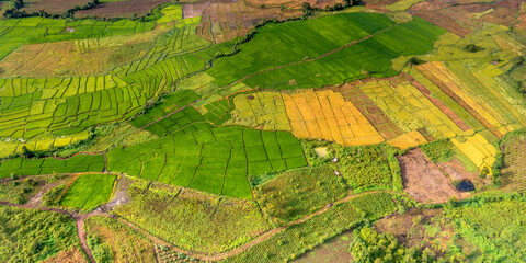 Terraced rice fields