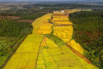 Terraced rice fields
