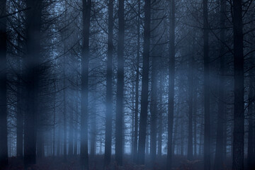 Naklejka premium Dark foggy forest