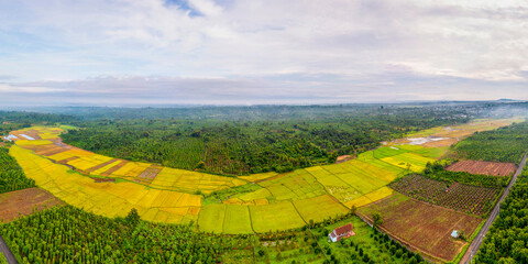 Terraced rice fields