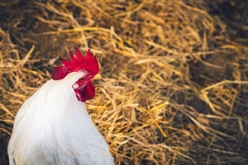 White hen standing in a field of straw. Portrait of a beautiful white chicken looking for grain in the straw. Chicken laying hen white with red large crest. Hen in a farmyard. Poultry farming concept.