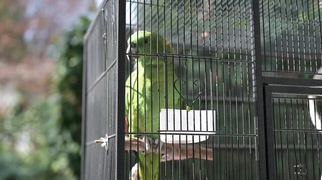 Il Fascino di un Pappagallo in Contemplazione