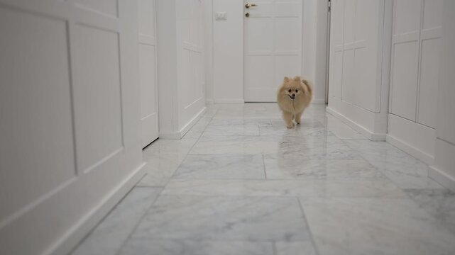  Pomerania in Azione