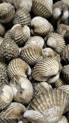 Fresh cockles ready to cook. Seafood. For background.