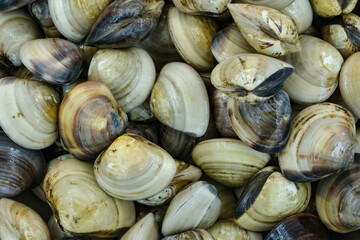 Fresh clams for seafood background