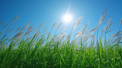Sunlit Field of Grass and Silvergrass