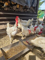 White hens and a rooster eating in the hen house on a beautiful sunny day.