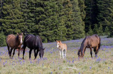 Fototapeta premium Wild Horses in Summer in the Pryor Mountains of Montana