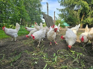 White hens and a rooster eating in the hen house on a beautiful sunny day.