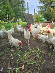 White hens and a rooster eating in the hen house on a beautiful sunny day.