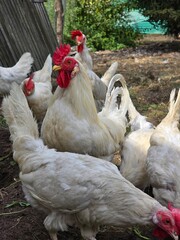 White hens and a rooster eating in the hen house on a beautiful sunny day.